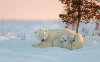 Polar bear cubs snow tree 2 - a polar bear free wallpaper for desktop