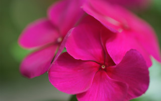 Pink flower green background macro 8 - dave arredondo free wallpaper
