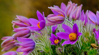 Purple flower field macro blurry 2 - yellow center free wallpaper