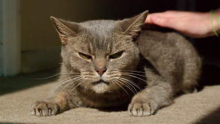 Cat sitting floor angry blurry - angry free wallpaper
