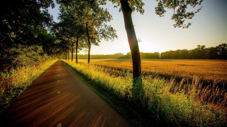 Dirt road trees grass field 3 - a sun setting free wallpaper