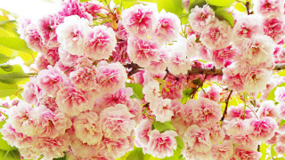 Pink flowers tree branch sunlight 5 - chang daichien free wallpaper for desktop