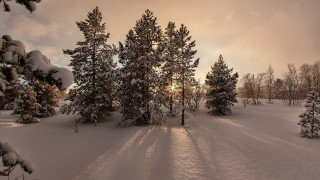 Snowy landscape trees sunset mountain - a cloudy sky above free wallpaper