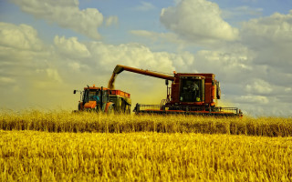 Harvesting wheat combines field cloudy - heavy grain free wallpaper