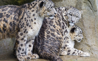 Snow leopards zoo enclosure jigsaw - the zoo free wallpaper