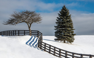 Fence tree snow field sky - field free wallpaper
