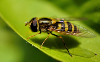 Fly leaf sunny macro blurry - a green leaf free wallpaper