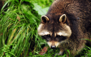 Raccoon grass nature blurry digital - a raccoon free wallpaper