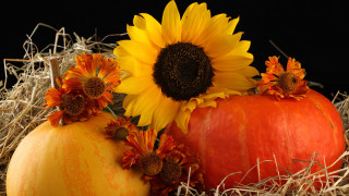 Pumpkin sunflowers hay fall vibrant - fall vibrancy free wallpaper