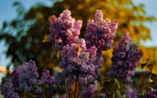 Purple flowers field trees blue - purple flower free wallpaper for desktop