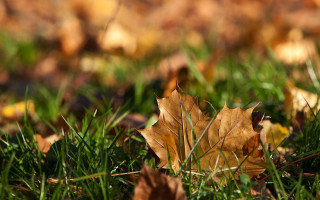 Leaf ground grass autumn ecological - a blurry background of grass free wallpaper