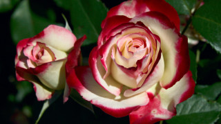 Roses green leaves dark background - two rose free wallpaper