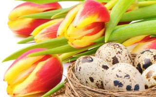 Eggs nest tulips folkart stilllife - a group of eggs free wallpaper