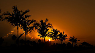 Sunset palm trees building clouds - a few cloud free wallpaper for desktop