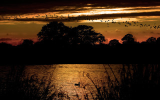 Birds lake sunset mountain city - a flock of birds free wallpaper