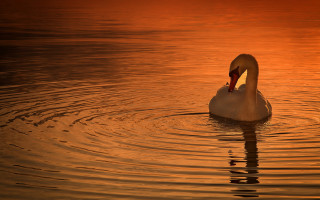 Swan swimming water sunset tranquil - a swan free wallpaper