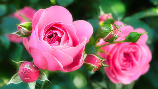 Pink rose macro blurry background 4 - the background and a blurry background behind free wallpaper for desktop