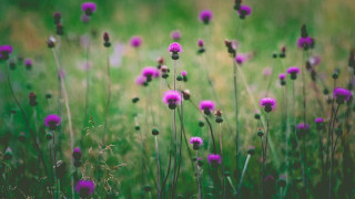 Purple flower field shallow depth 2 - green grass free wallpaper