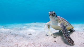 Turtle ocean sand fish underwater - a turtle swimming in the ocean free wallpaper