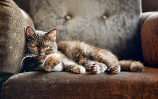 Cat glamor pose artnouveau yelloweyes - art nouveau free wallpaper