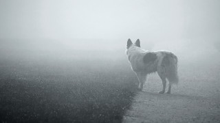 Fog dog astronaut moon stars - free halloween wallpaper