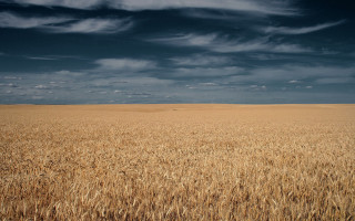Wheat field cloudy sky horse - a field of wheat under a cloudy sky free wallpaper