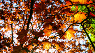 Fall leaves tree autumn orange - free autumn wallpaper