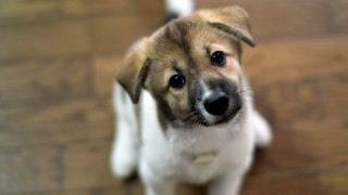 Shiba inu looking up wooden - a wooden floor free wallpaper