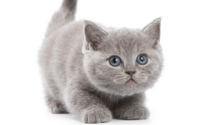 Small gray kitten blue eyes - grey background free wallpaper