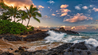 Beach waves rocks palm trees 2 - allan brooks free wallpaper