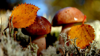 Mushrooms forest floor autumn macro - mossy free wallpaper