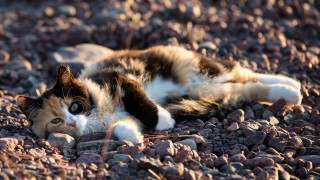Cat rockyground wideopen blackwhiteface puzzle - a cat free wallpaper