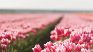 Pink tulips sky green stems - dirck van der lisse free wallpaper for desktop