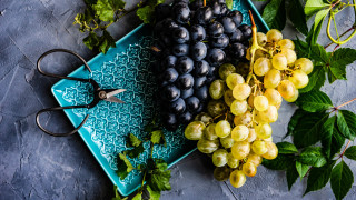 Grapes shears stilllife fauvism food - neofauvism free wallpaper
