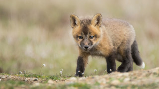Small fox grass field blurry 2 - a small fox free wallpaper