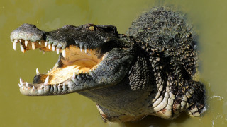 Alligator open mouth dinosaur fangs - photoreal free wallpaper