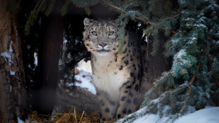Snow leopard forest snow nature - a snow leopard free wallpaper