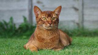 Sad cat in grass outdoors 6 - sad free wallpaper