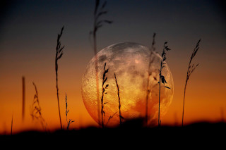 Full moon sunset silhouette tree - full moon free wallpaper for desktop