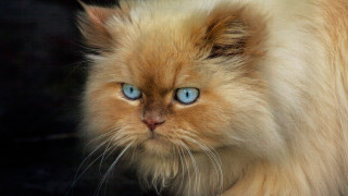 Serious cat blue eyes close - its face and head free wallpaper