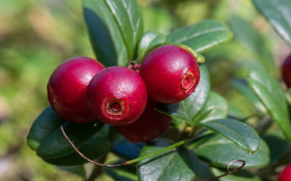 Bush berries leaves blurry background - a blurry background of grass and trees free wallpaper for desktop