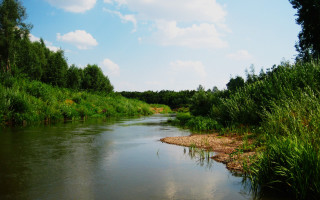 River forest blue sky nature - a lush green forest free wallpaper for desktop