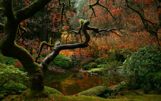 Tree pond autumn leaves forest - a pond and trees free wallpaper for desktop