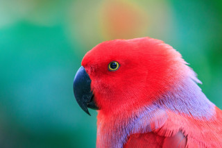 Red parrot blue purple green - feather free wallpaper