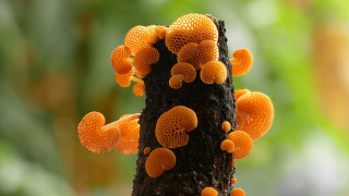 Tree orange mushrooms leaves blurry - a blurry background free wallpaper for desktop
