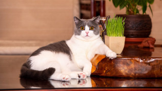 Cat plant grass net art - professional free wallpaper