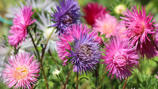 Flowers bee summer vibrancy puzzle - the grass together free wallpaper