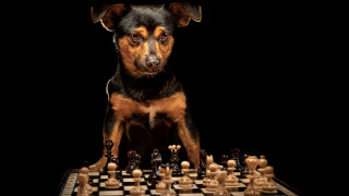 Dog chessboard animal photography vogelsang - new free wallpaper for desktop