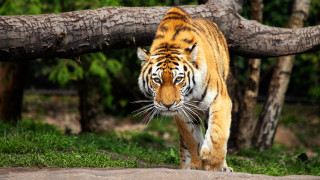 Tiger grass fallen branch forest - free cats wallpaper