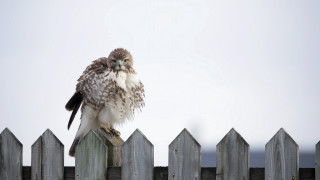 Bird fence post white sky - a wooden fence next free wallpaper